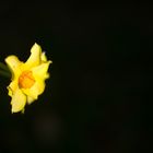 Blume leuchtet im Garten