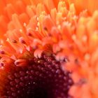 Blume-macro