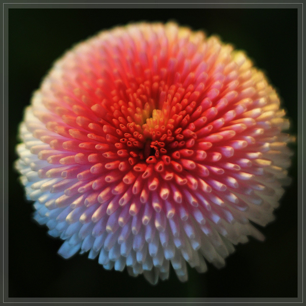 Blume Makro