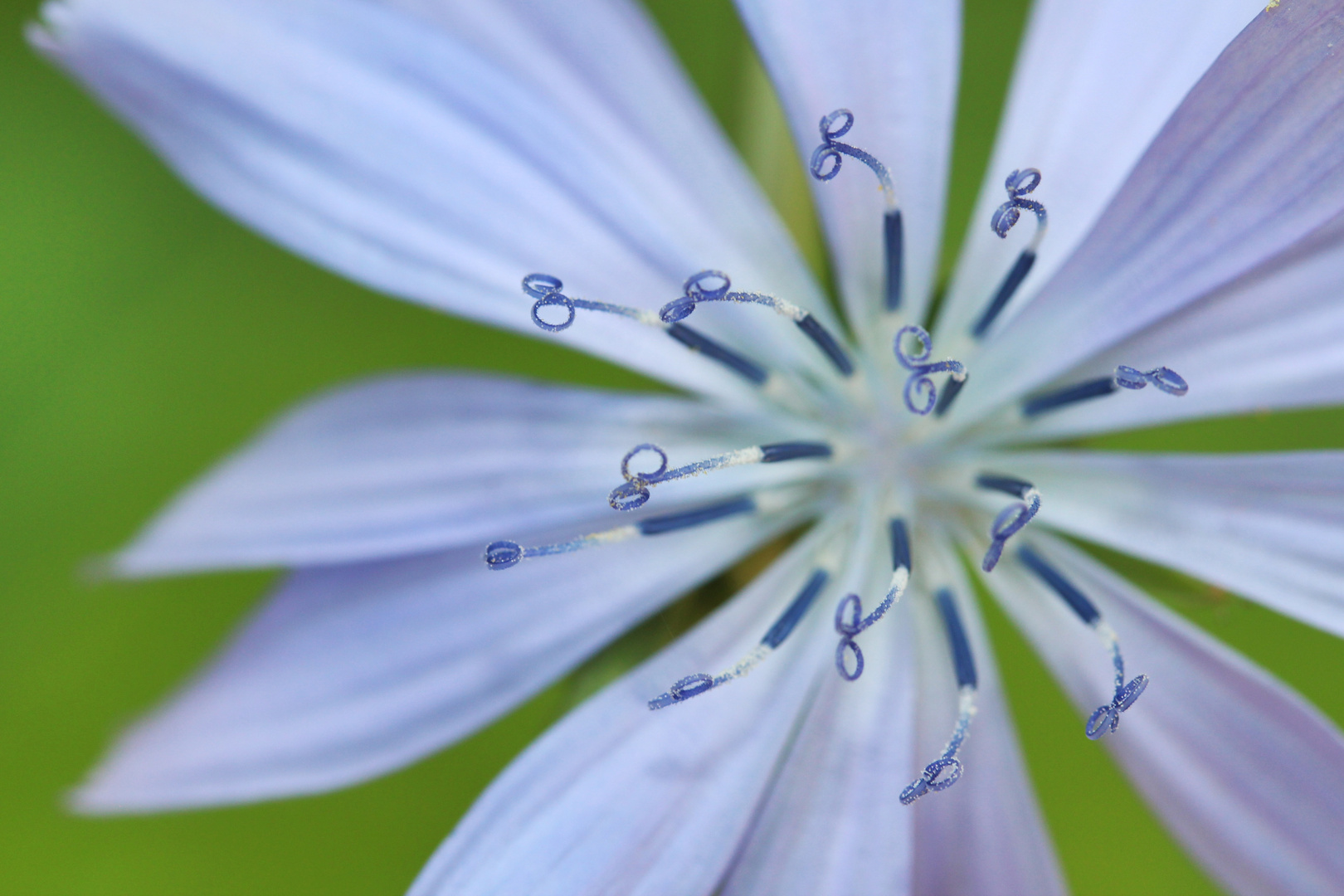 Blume Makro