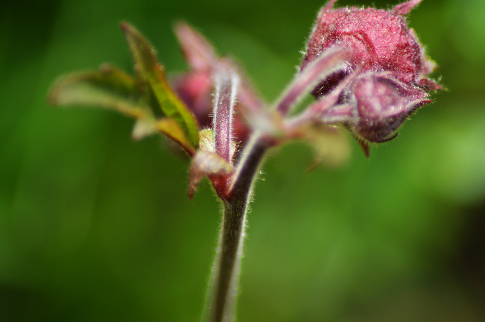 Blume mal anders