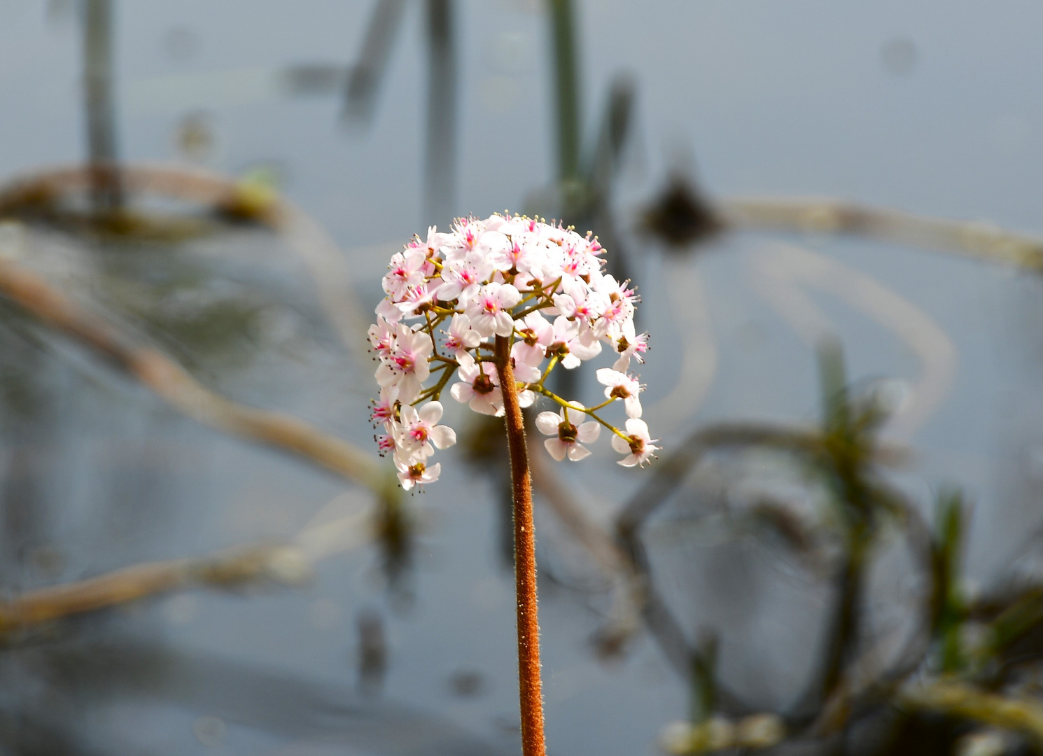 Blume, mal mittig, gegen  die Lehre