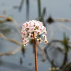 Blume, mal mittig, gegen  die Lehre