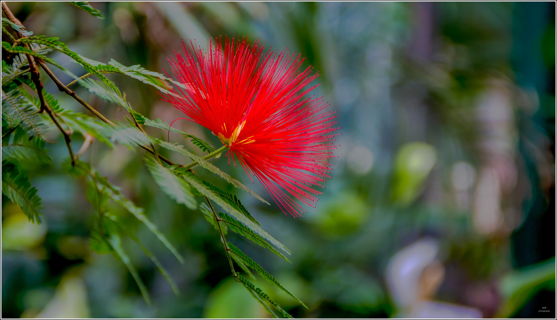 Blume Mimosa Pudica