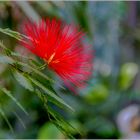 Blume Mimosa Pudica