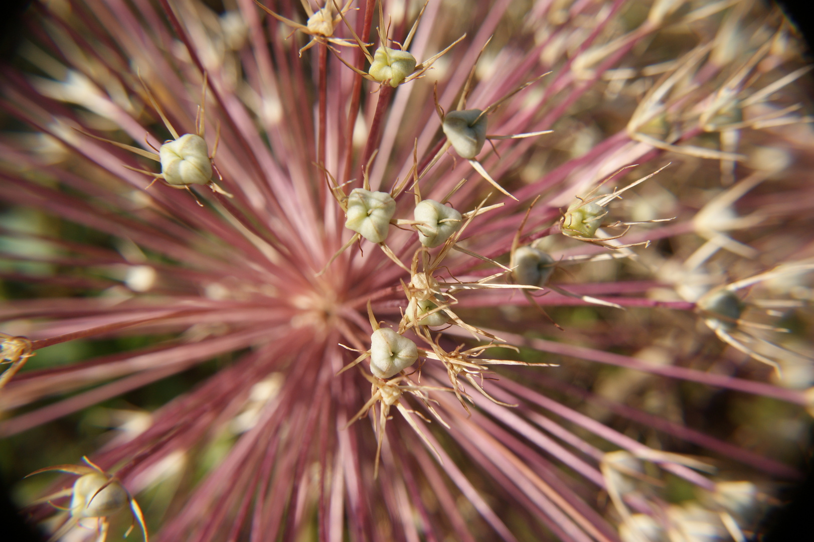 Blume Misteriös