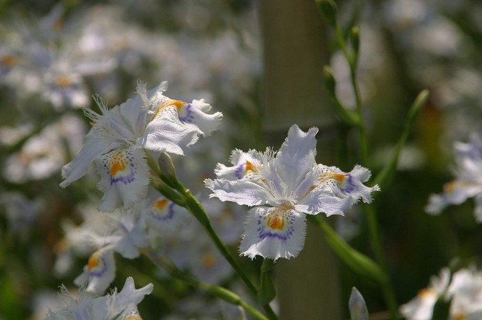 Blume mit Bambus