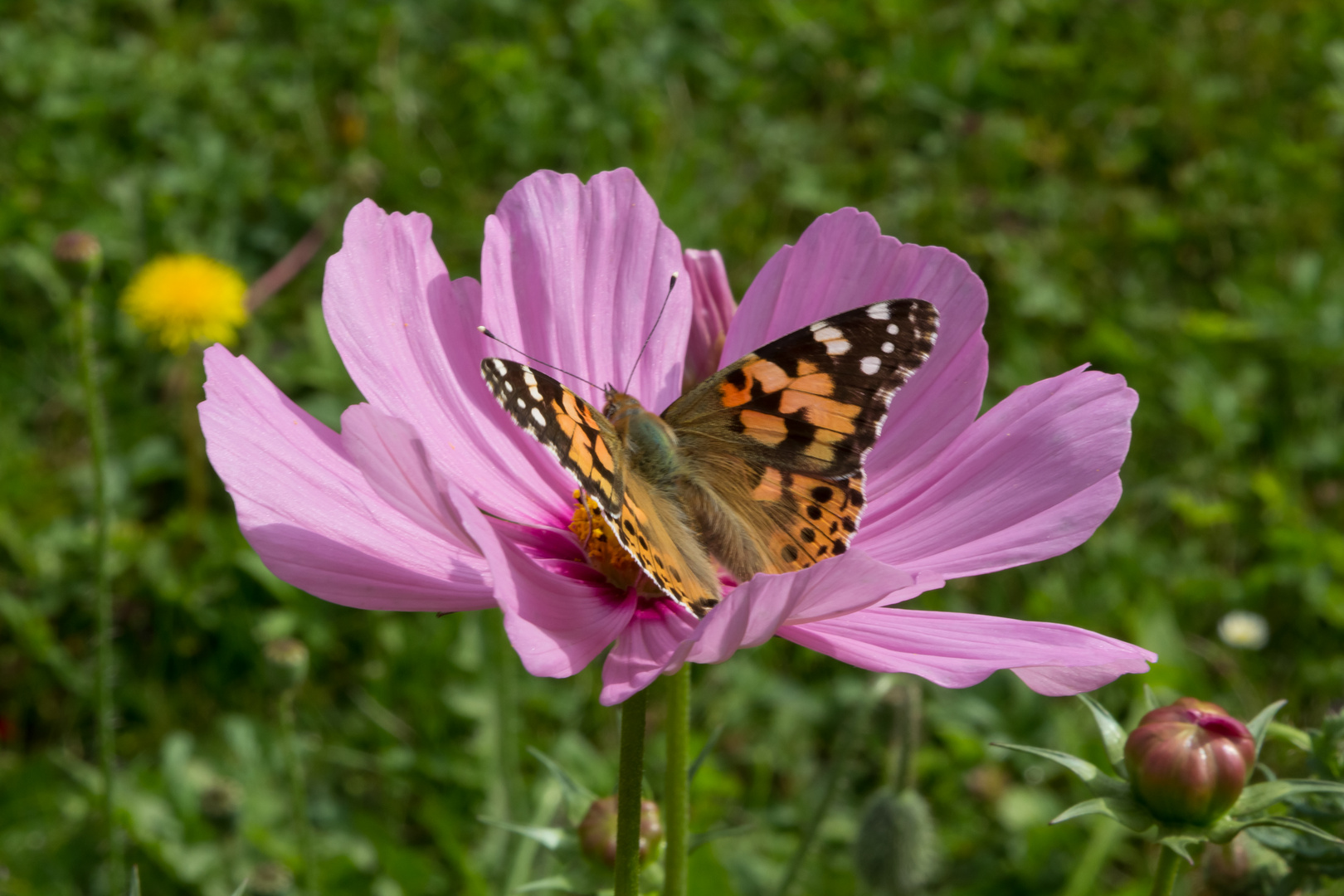 Blume mit