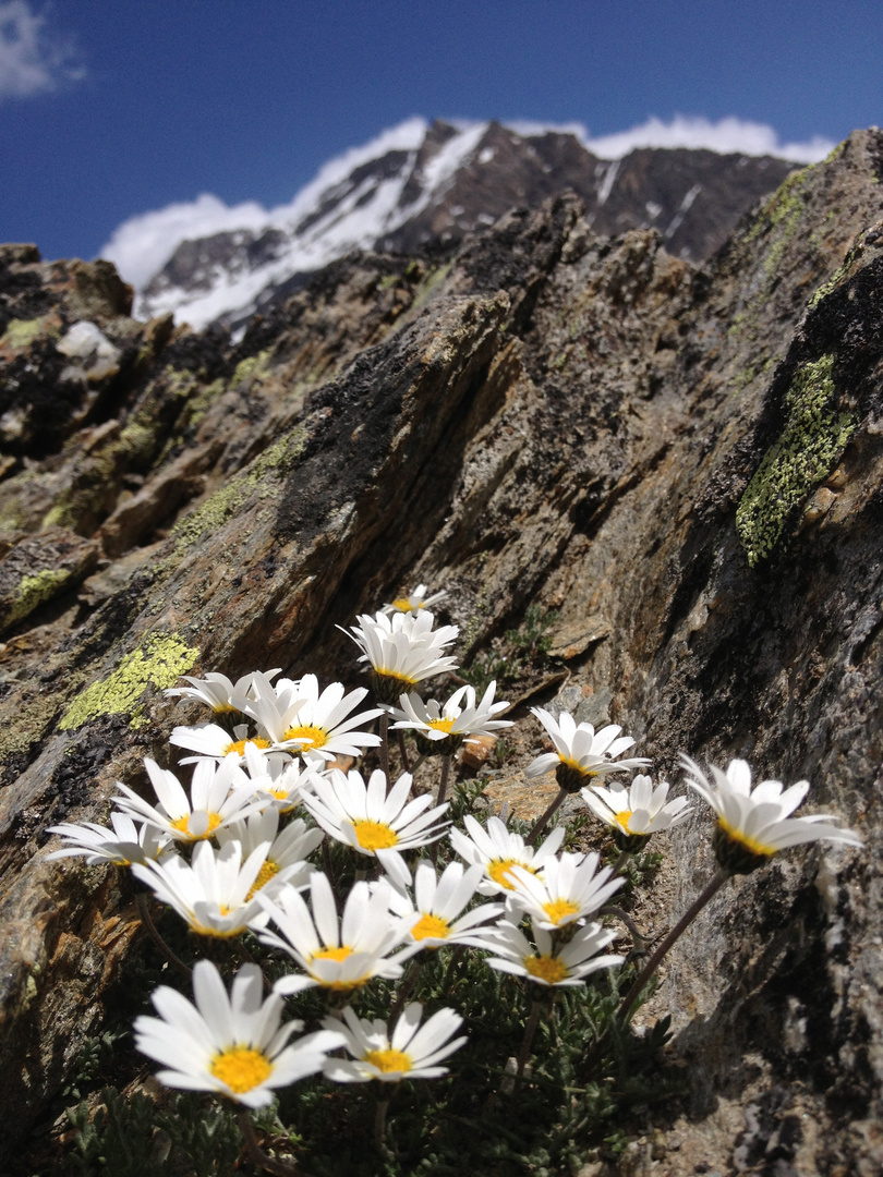 Blume mit Berg