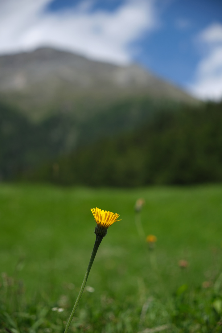 Blume mit Bergbokeh