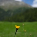 Blume mit Bergbokeh