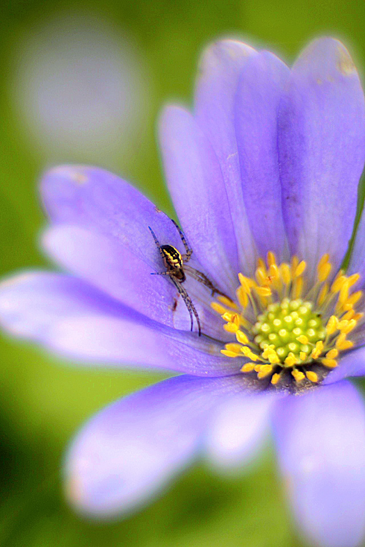 Blume mit Besuch 