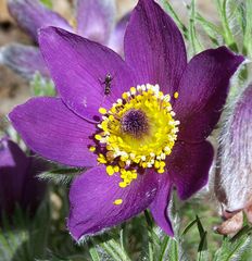 Blume mit Besuch