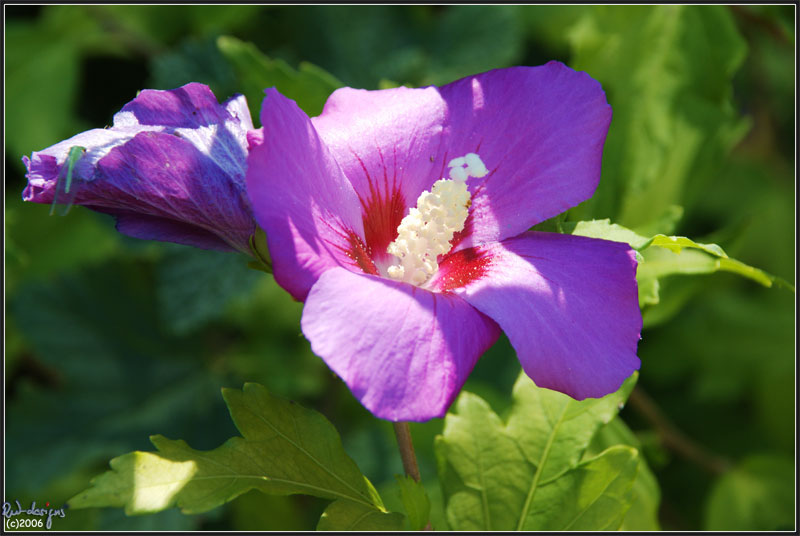 Blume mit Besuch