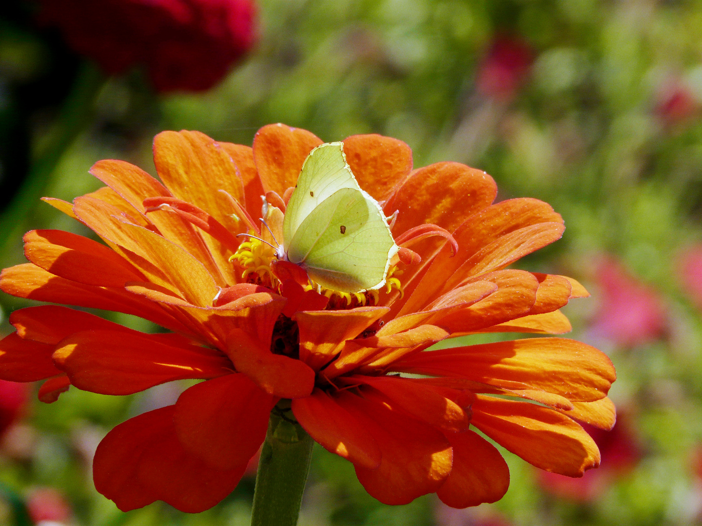 Blume mit Besucher