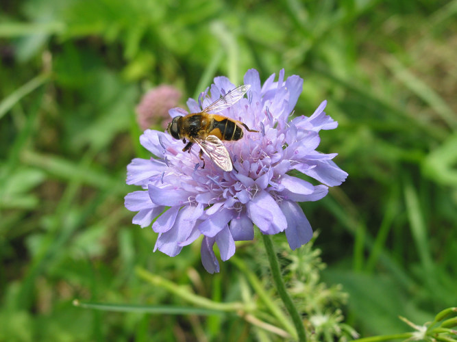 Blume mit Besucher