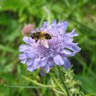 Blume mit Besucher