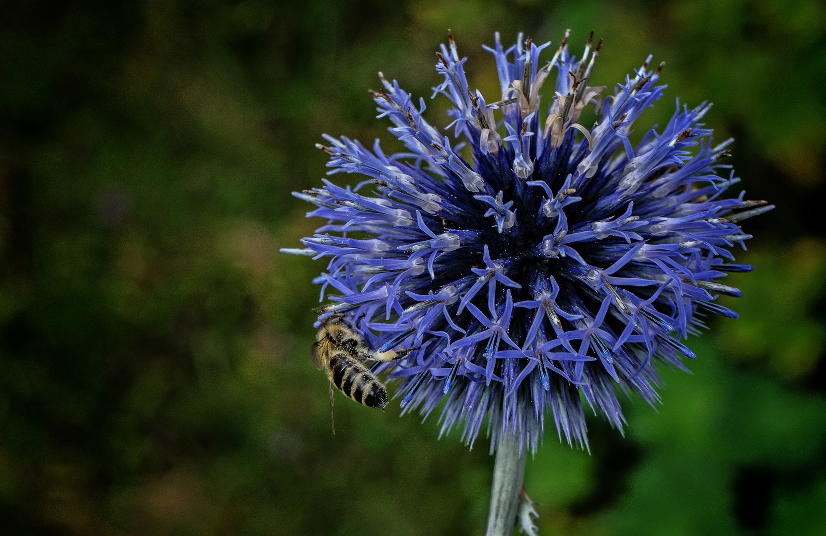 Blume mit Besucher