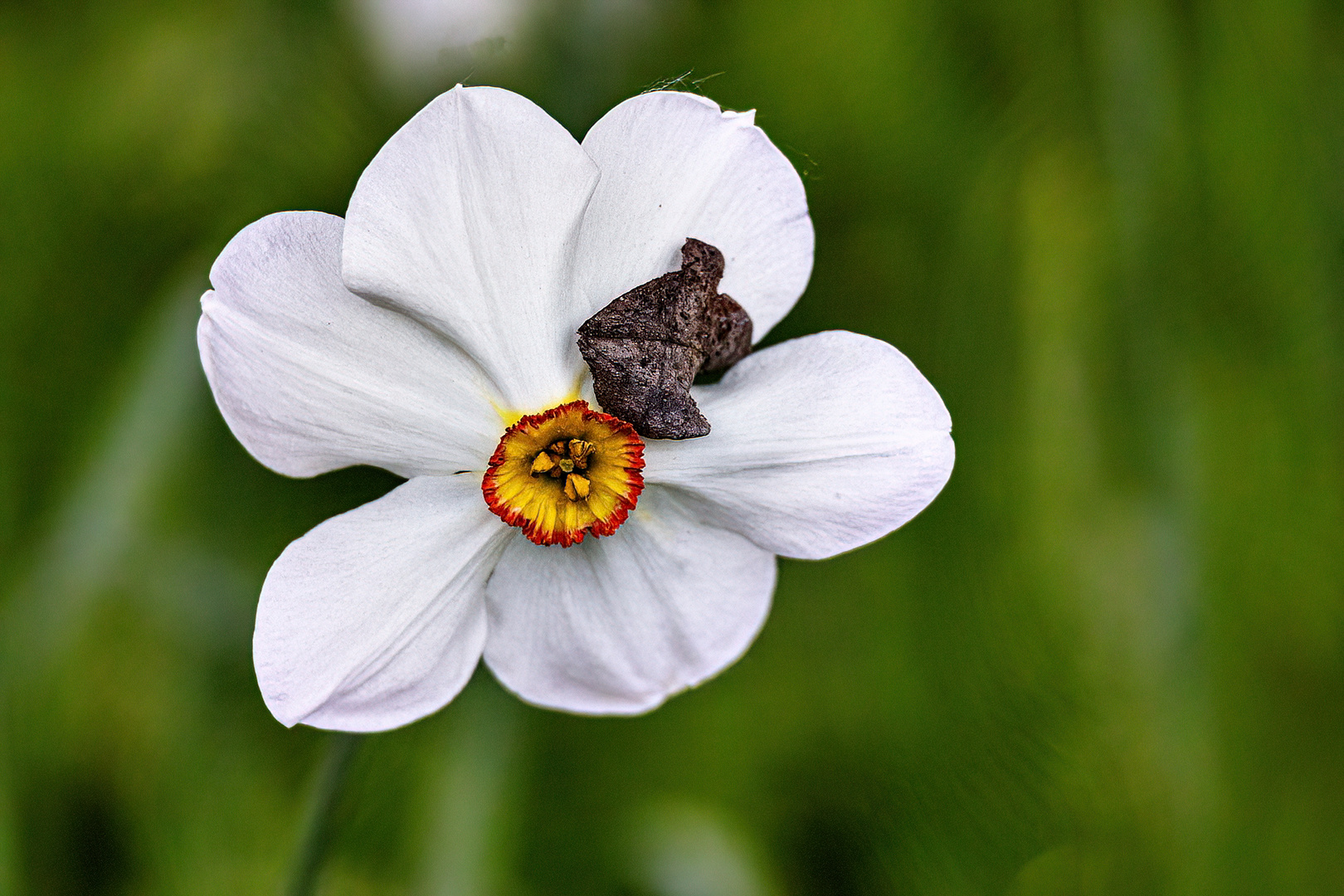 Blume mit Besucher