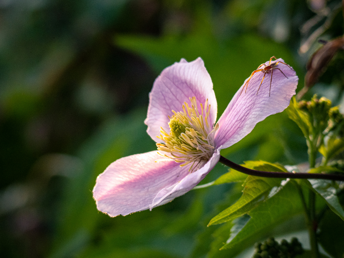 Blume mit Bewohner 