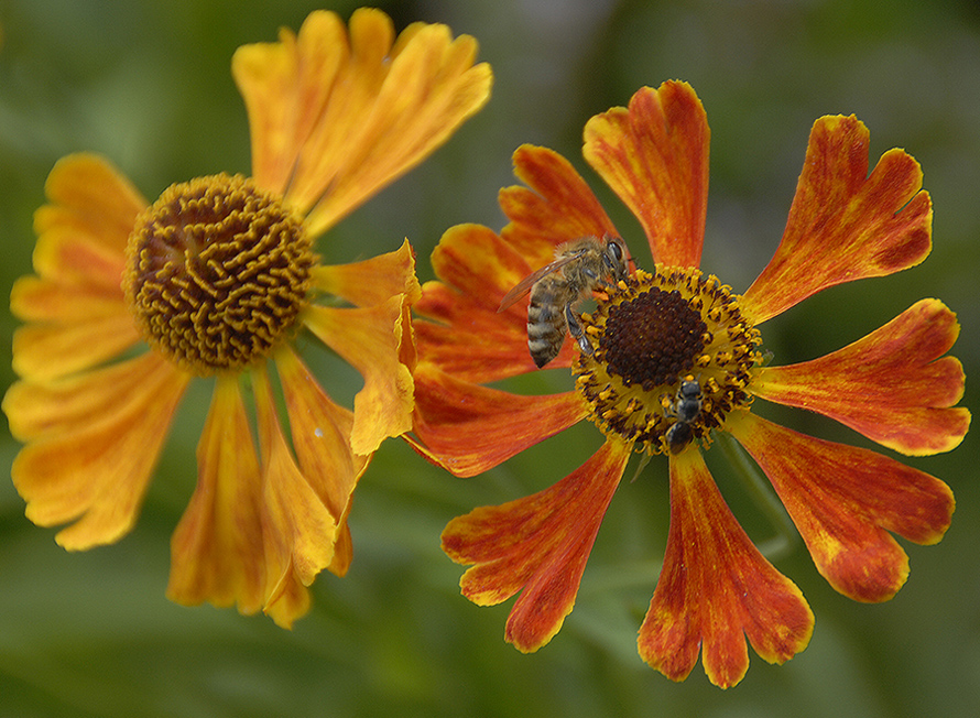 Blume mit Bienchen