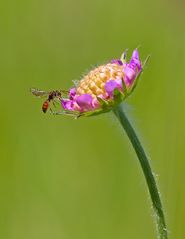 Blume mit Bienchen ..