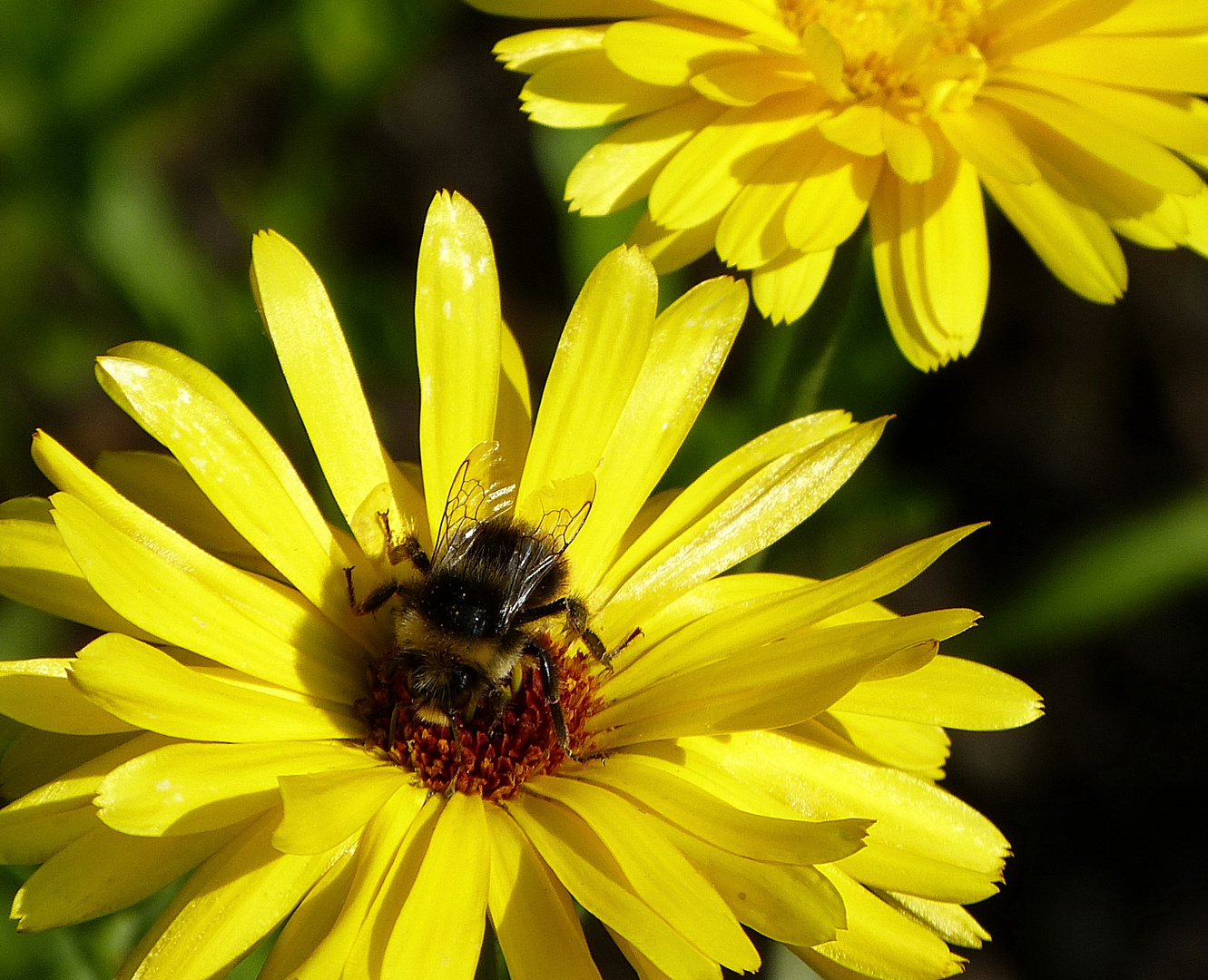 Blume mit Biene 3