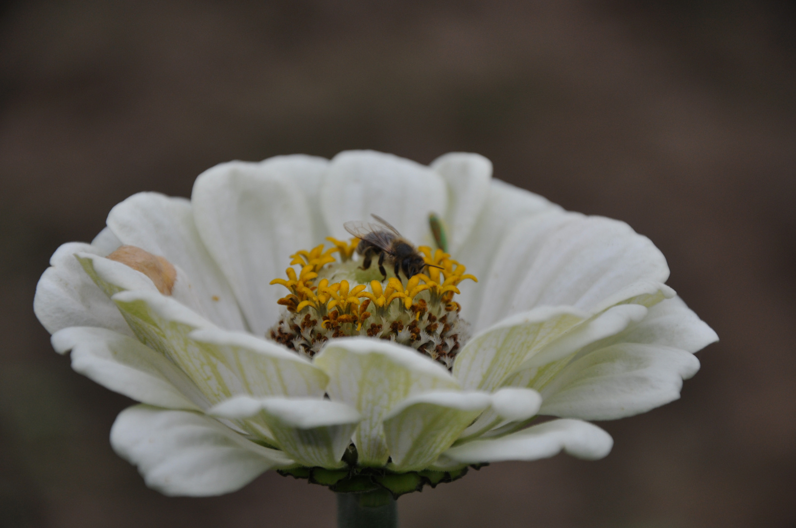 Blume mit Biene