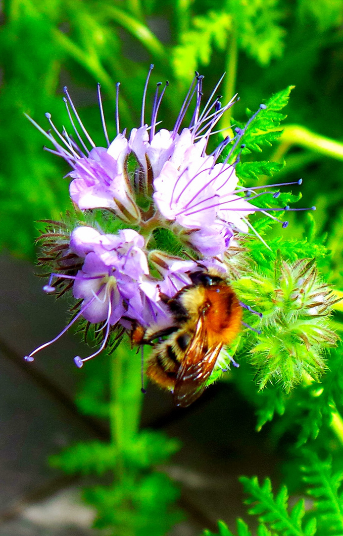 Blume mit Biene