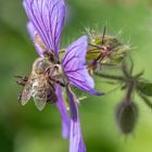 Blume mit Biene