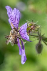 Blume mit Biene