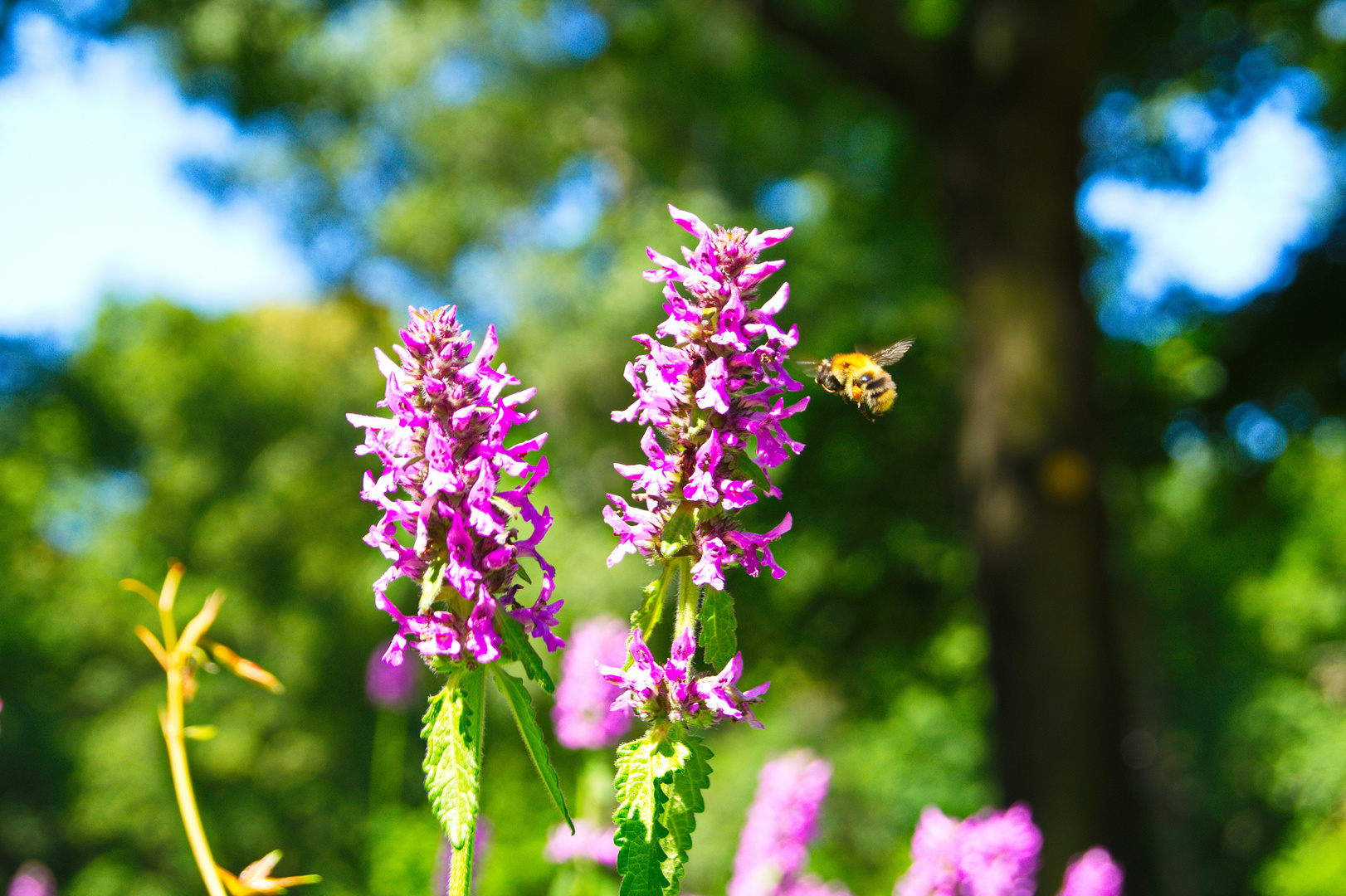 Blume mit Biene