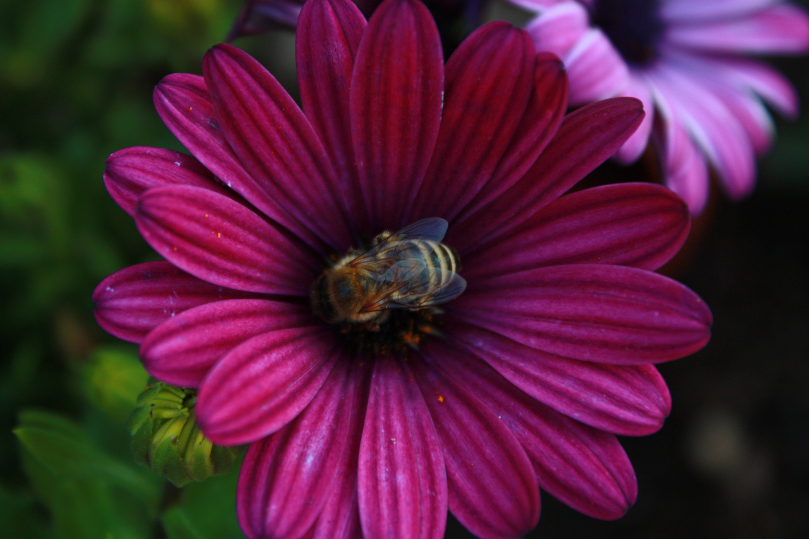 Blume mit Biene