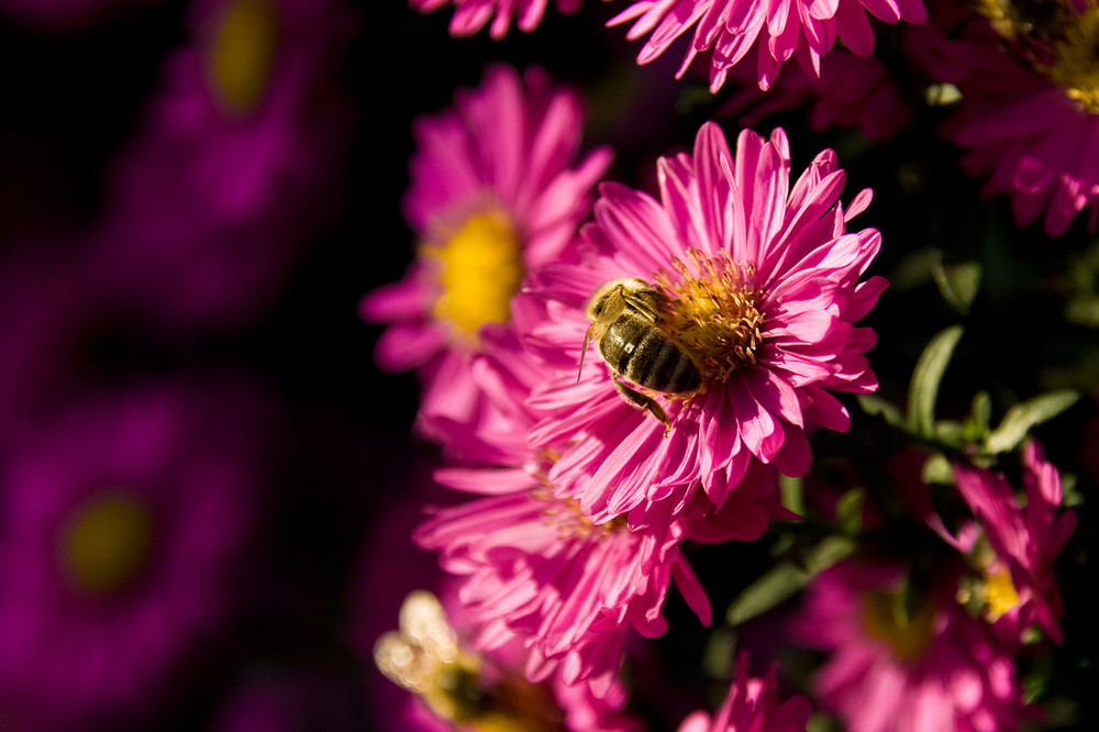 Blume mit Biene