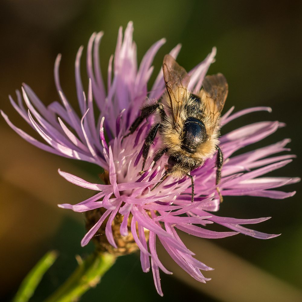 Blume mit Biene