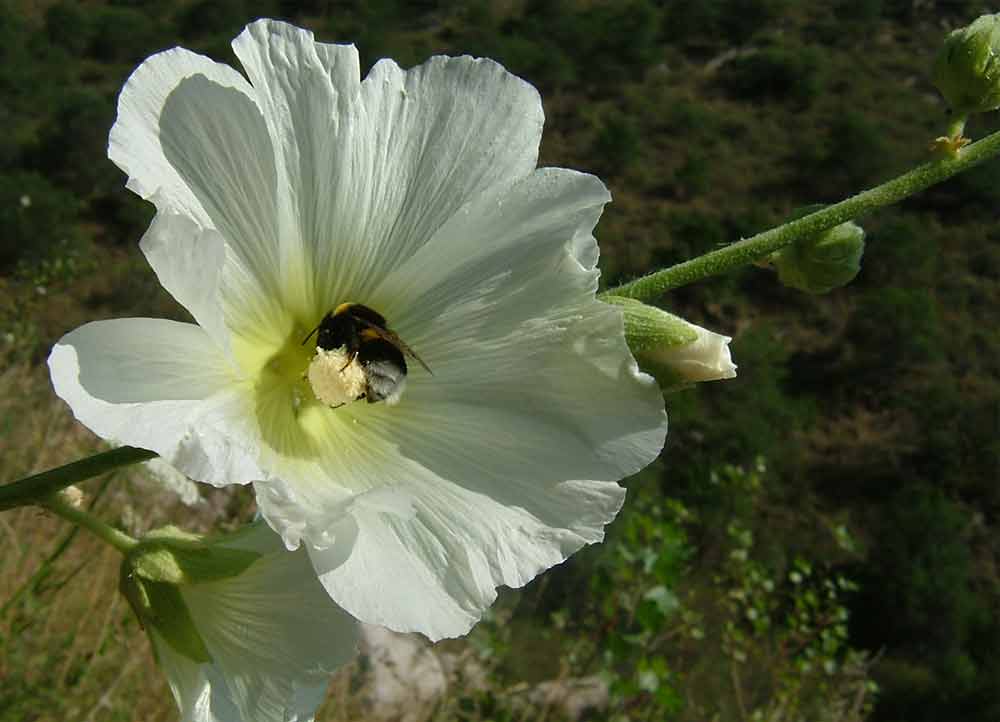 Blume mit Biene