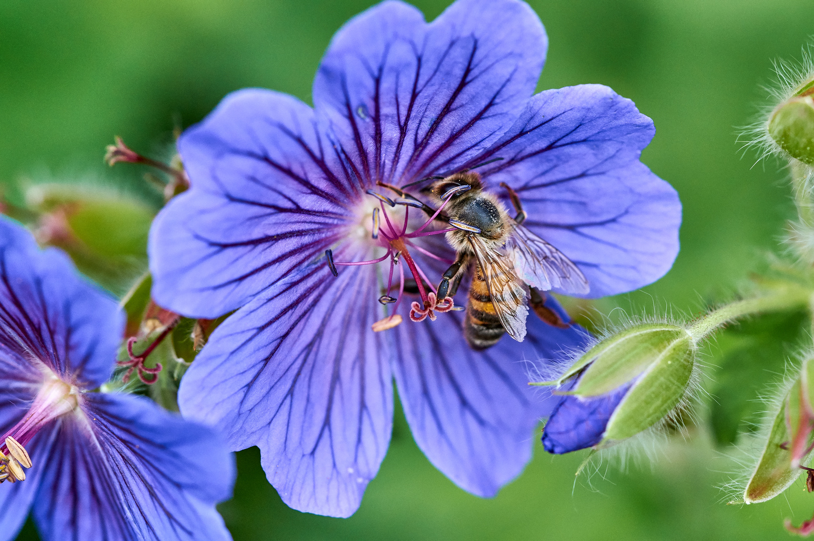 Blume mit Biene Foto & Bild natur, pflanzen, blüten Bilder auf