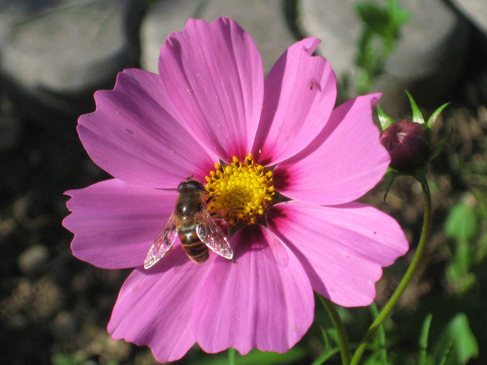 Blume mit Biene !