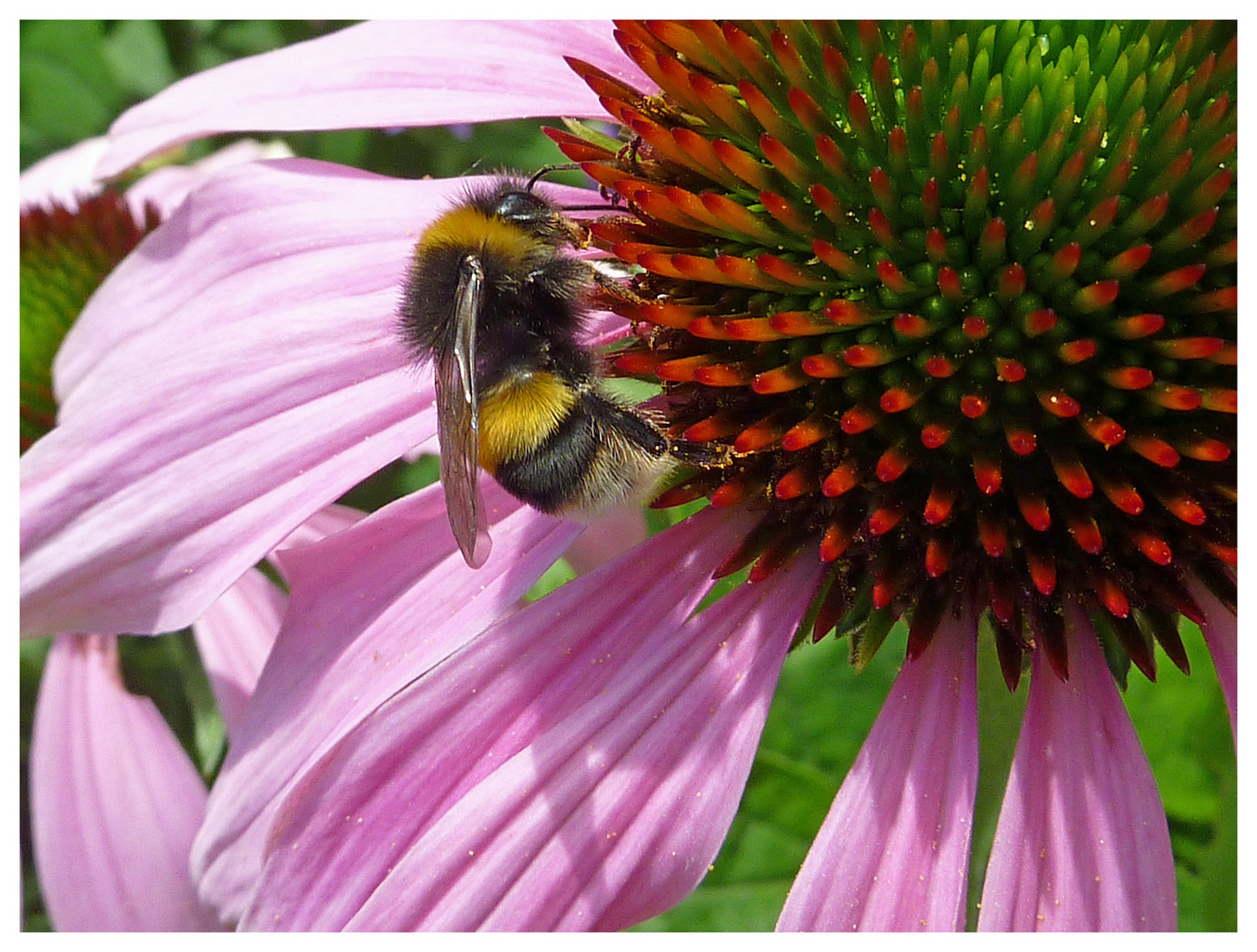 Blume mit biene (die fleisssigen bienchen wollen wir erhalten!)