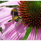 Blume mit biene (die fleisssigen bienchen wollen wir erhalten!)