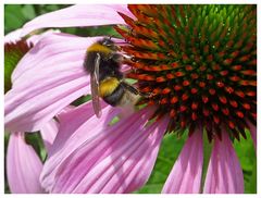 Blume mit biene (die fleisssigen bienchen wollen wir erhalten!)