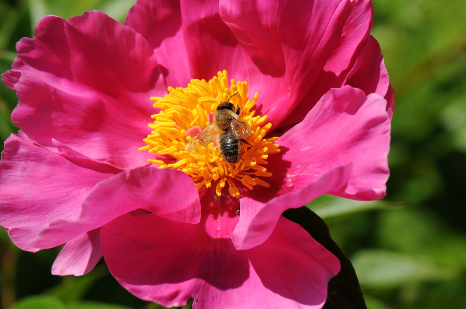 Blume mit Biene