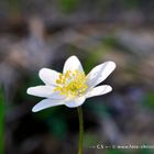 Blume mit Bokeh