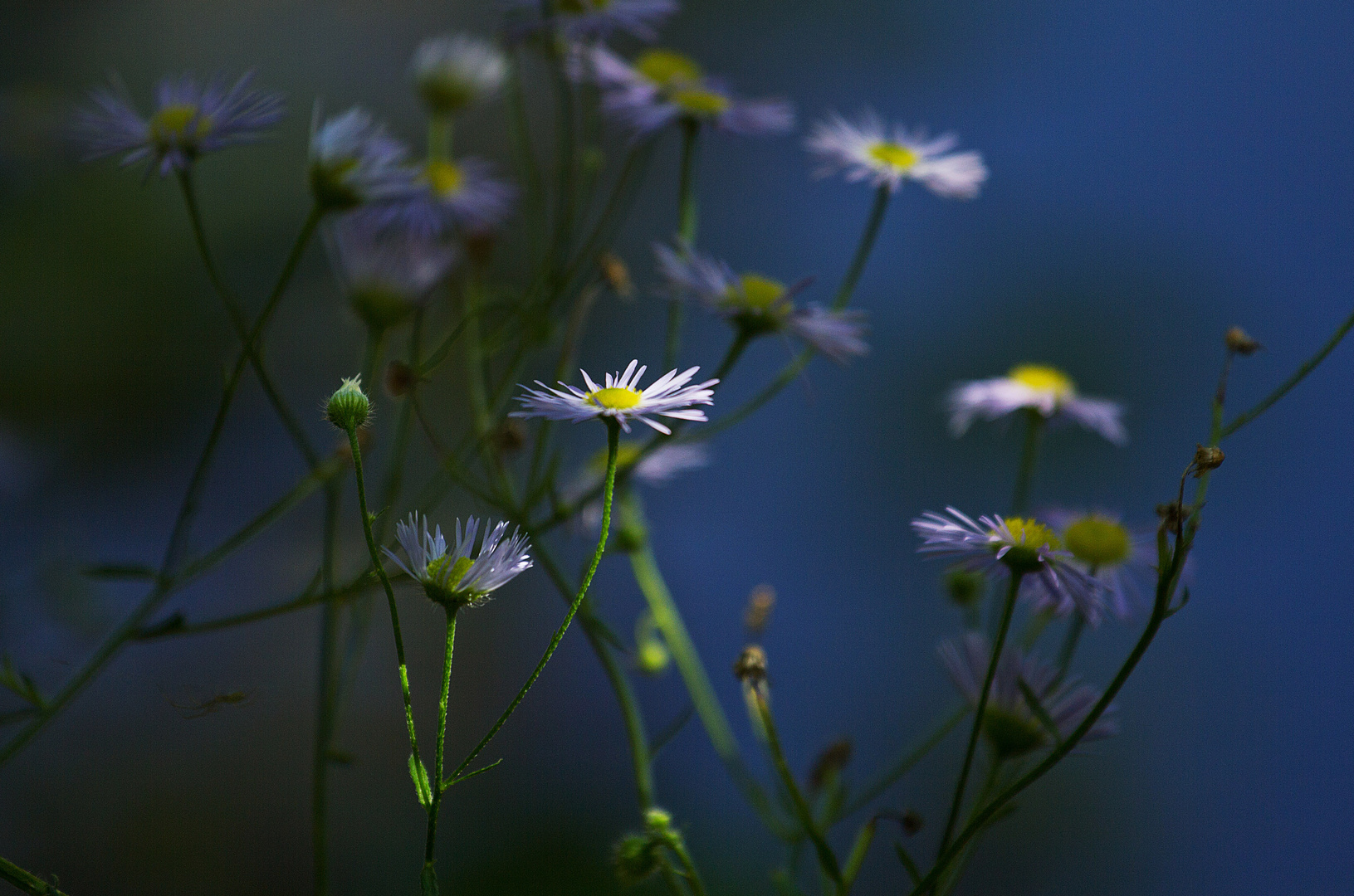 Blume mit Canon 70-200mm