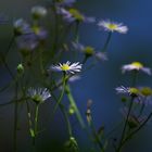 Blume mit Canon 70-200mm