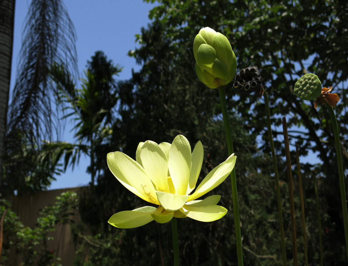 Blume mit "Duschkopf"