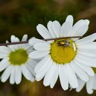 Blume mit fliege