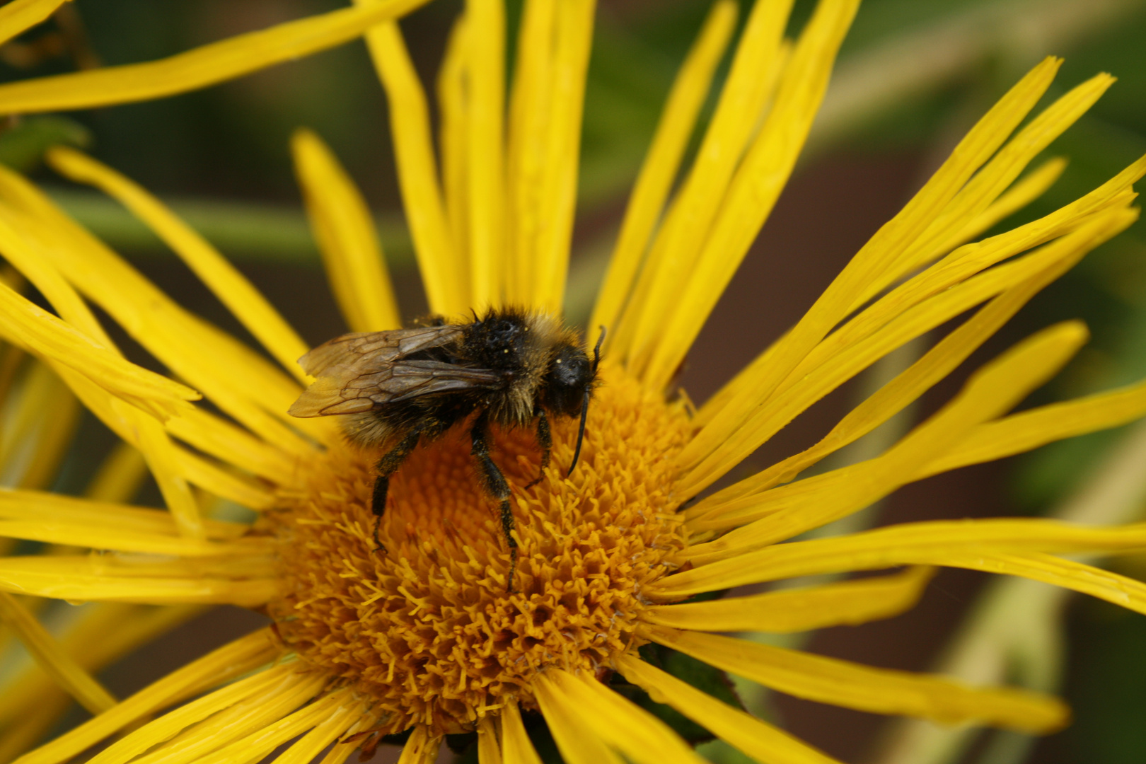 Blume mit Fliege