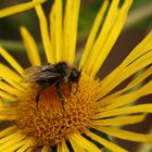 Blume mit Fliege