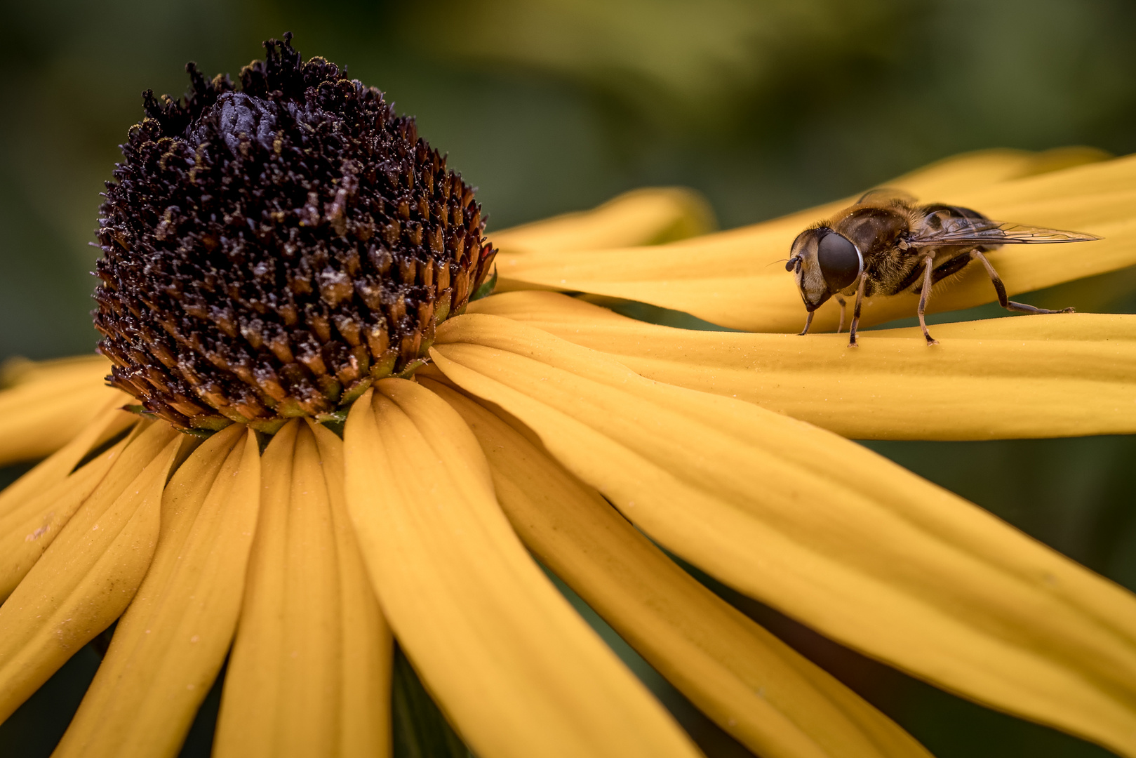 Blume mit Fliege